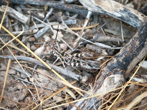 Texas Point-head Grasshopper