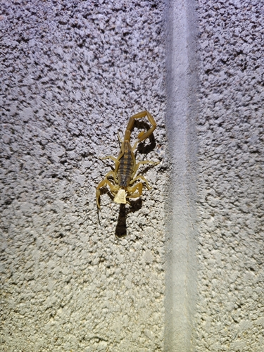 Striped Bark Scorpion