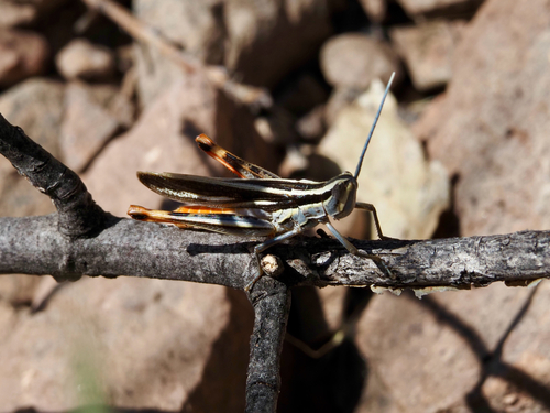 Texas Mermiria