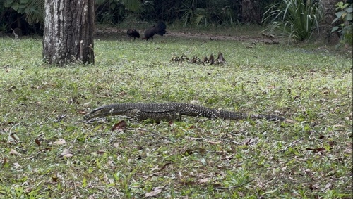 Lace Monitor