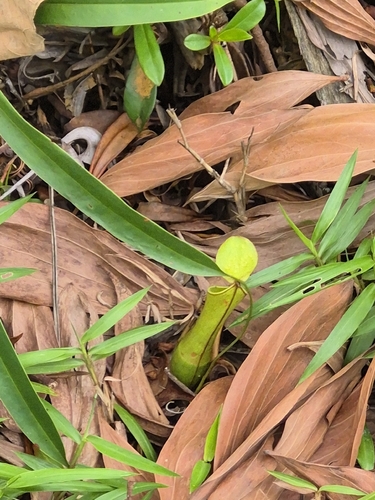 Slender Pitcher-Plant