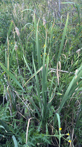 broadleaf cattail