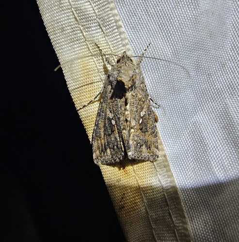 Cabbage Looper Moth
