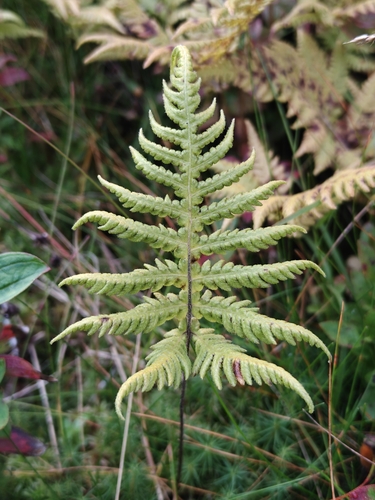 long beech fern