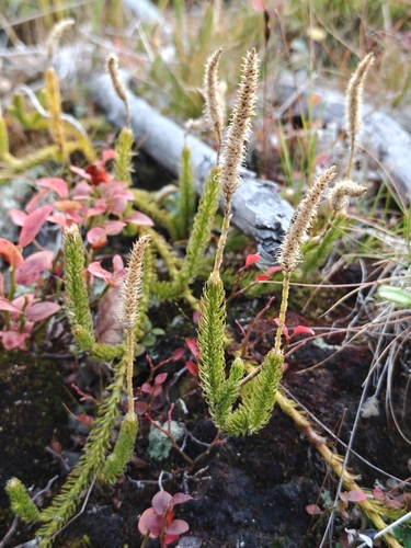 arctic stag's-horn clubmoss