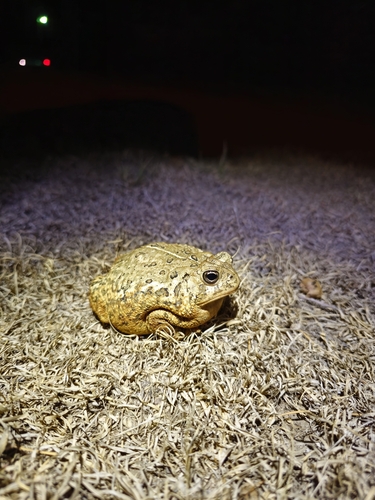 Woodhouse's Toad