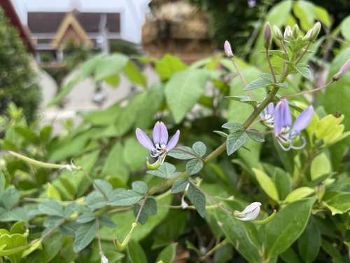 Purple Cleome
