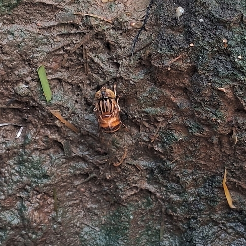 Eristalinus arvorum