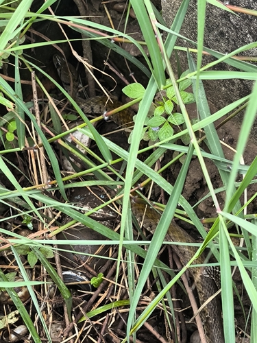 Yellow-spotted Keelback