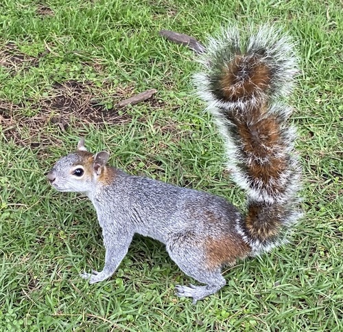 Red-bellied Squirrel observed by cuartosol