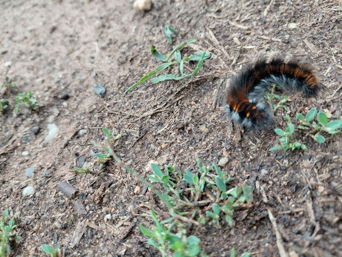 Fox Moth