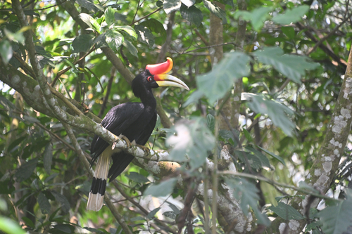 Rhinoceros Hornbill