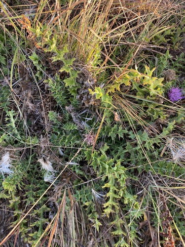 Stemless Thistle