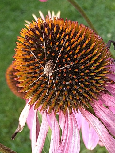 European Harvestman