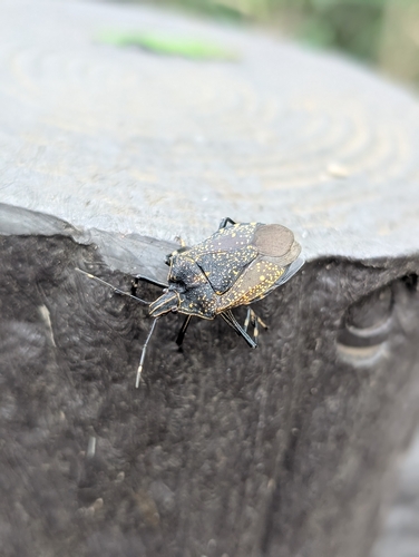 Yellow-spotted Stink Bug