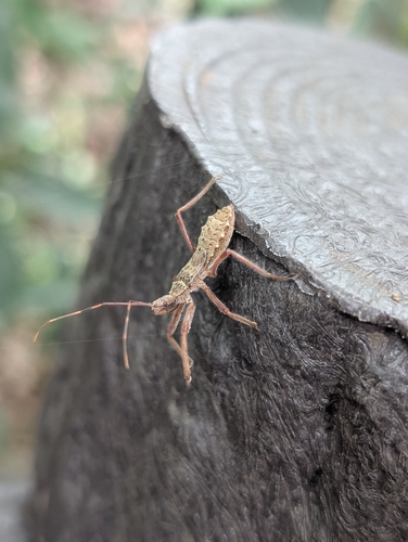 Isyndus obscurus