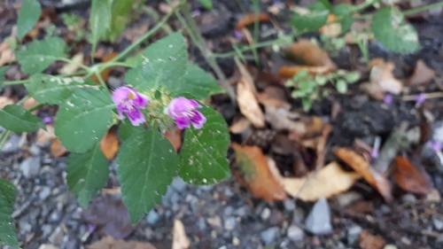 Hairy Hemp-nettle