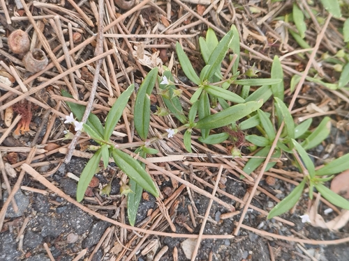 Old World Diamond Flower
