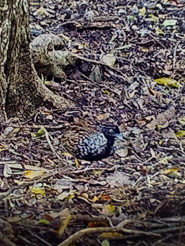 Black-breasted Buttonquail