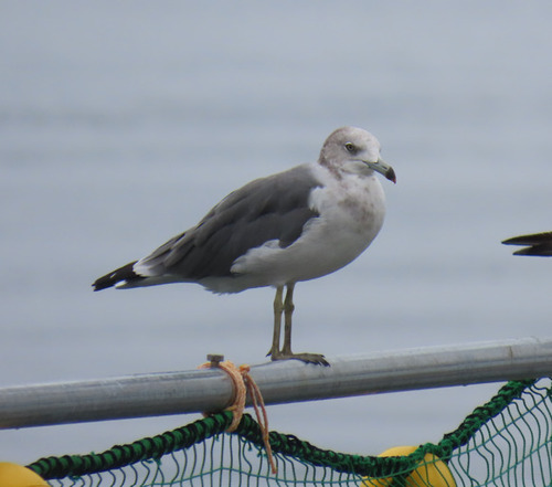Black-tailed Gull