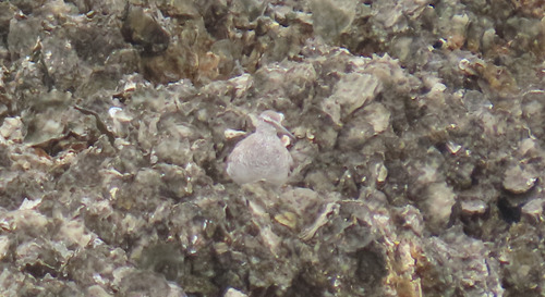 Grey-tailed Tattler