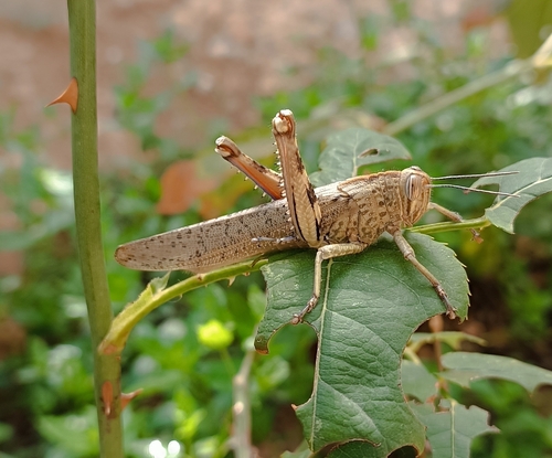 Egyptian Bird Grasshopper