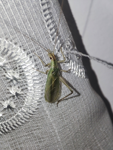 Italian Tree Cricket