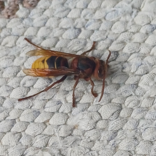 European Hornet