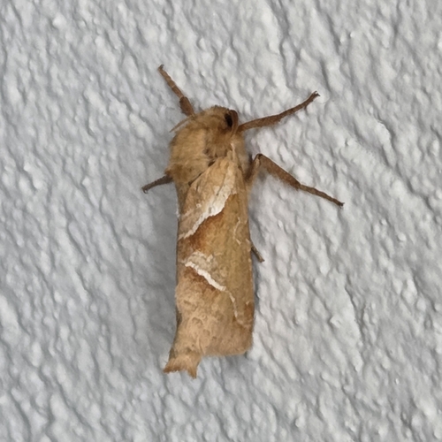 Orange Swift
