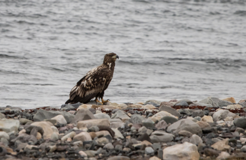 Haliaeetus albicilla albicilla