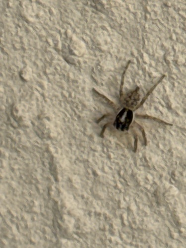 Half-edged Wall Jumping Spider