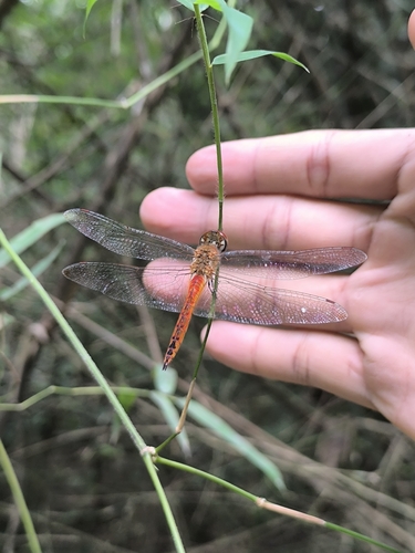 Wandering Glider