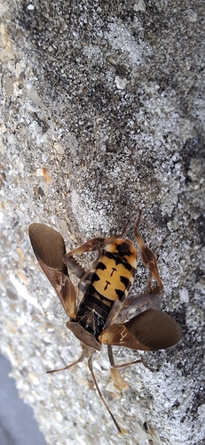 Western Conifer Seed Bug