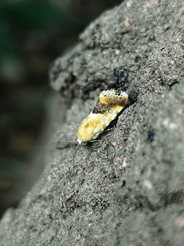 Acontia marmoralis