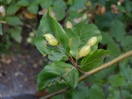 Beech Gall Midge