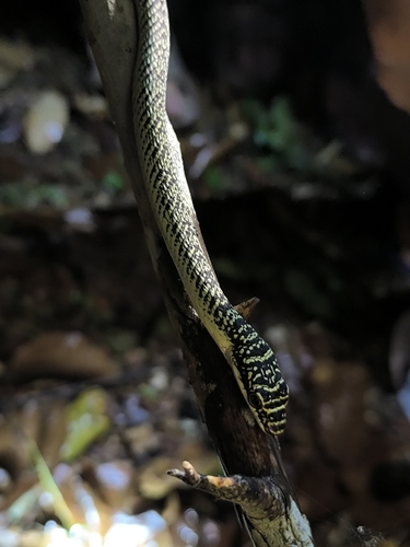 Golden Tree Snake