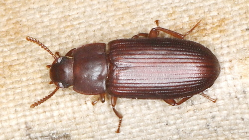 Cynaeus angustus