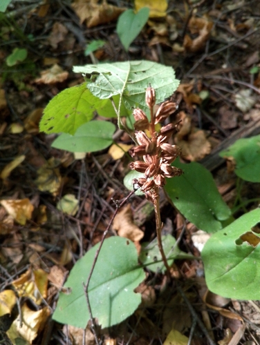 Наблюдение на iNaturalist