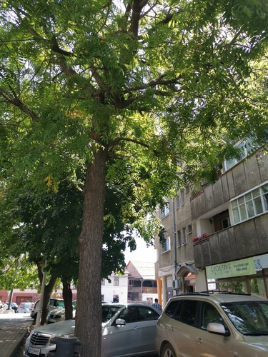 Neem