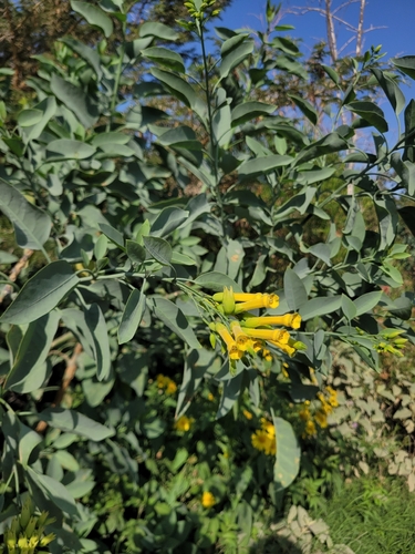 tree tobacco
