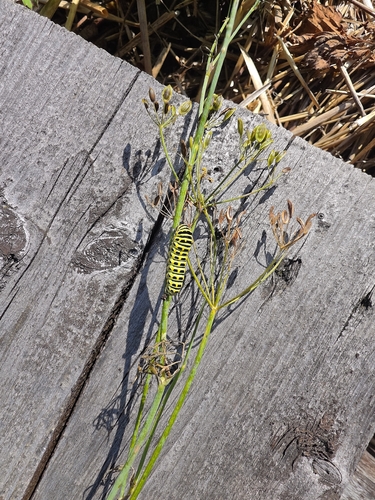 Old World Swallowtail