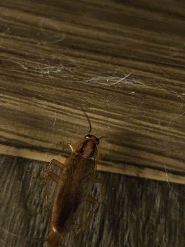 German Cockroach