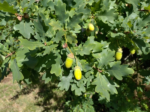 English oak