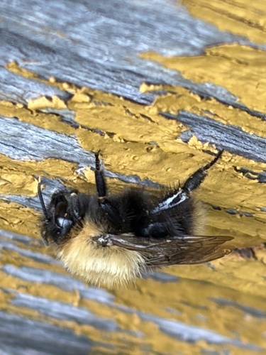 Common Carder Bumble Bee