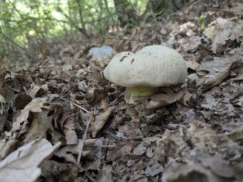 Rooting Bolete