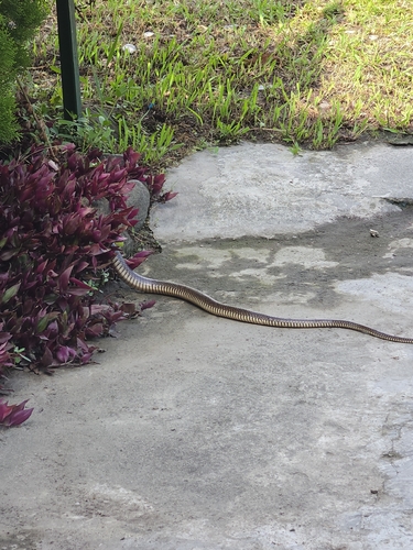Oriental Rat Snake