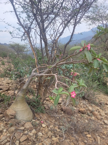 desert rose