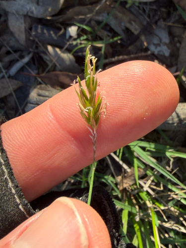 sweet vernal grass