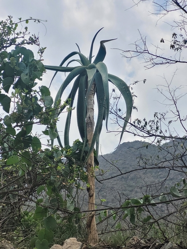 Arabian Tree Aloe