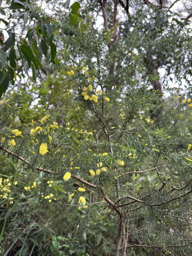 Prickly moses